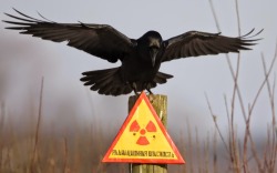 lesnienka:  Chernobyl exclusion zone