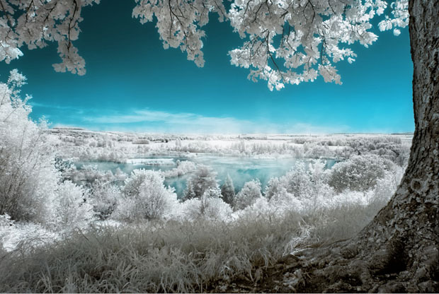 opticallyaroused:   Gorgeous Infrared Landscapes With Trees of Gold and Silver 