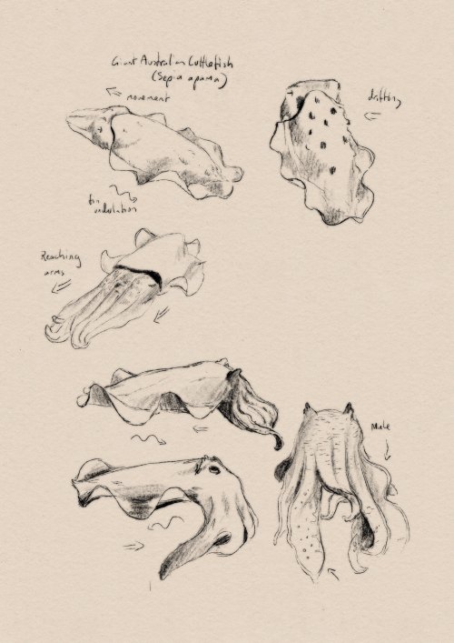  Cephalopod locomotion studies 