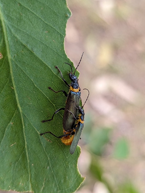 The Soldier Beetles I Found