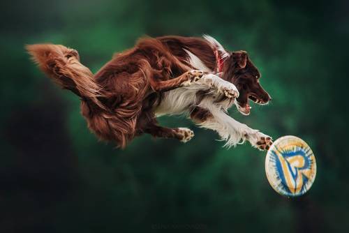 qualitydogs:Disc dog by Ksenia Raykova