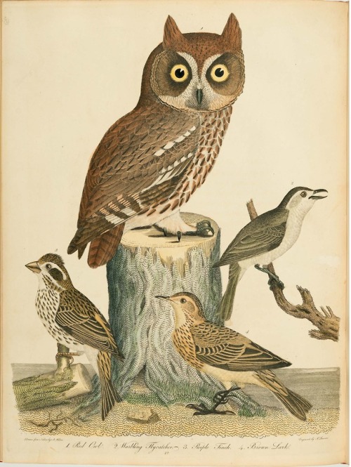 From: Wilson, Alexander, 1766-1813. American ornithology, or, The natural history of the birds of th