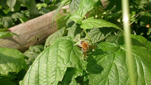 Red Mason bee on the raspberry plants.  porn pictures