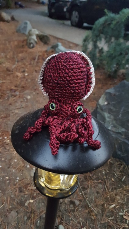 crochetbabe: Squid photoshoot in natural light! Plus a bonus Hermaea olivae nudibranch as well :) I 