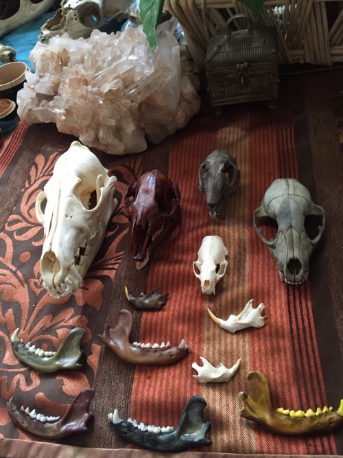 lazybagofbones:Coyote skullWallaby skull - beets, hibiscus, cherries, spices Rabbit skull - lavender