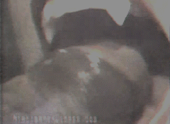 bitejobs:Big black cock getting blown with fangs.