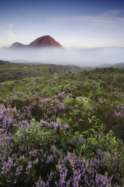 outlandette:  Buchaille and heather by The