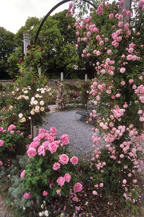 lndnwlkr: Mottisfont Abbey Rose Garden, Hampshire, England (by ukgardenphotos)