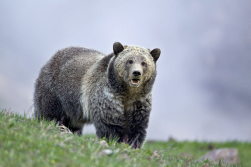 Sex fuck-yeah-bears:  Grizzly bear, Wyoming by D. pictures