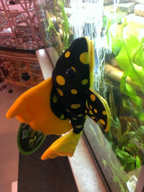 Got my plush gold nugget from greenpleco.com