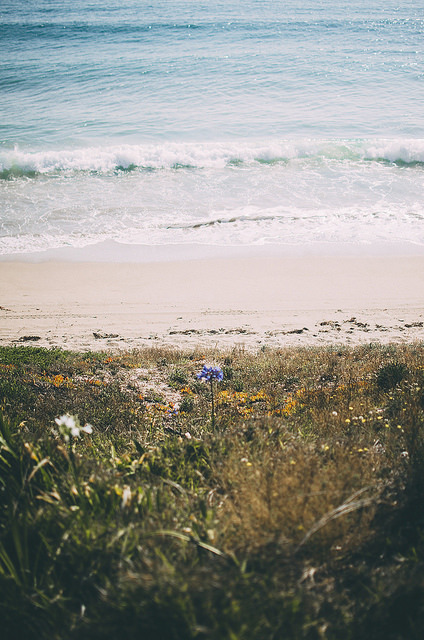 floralls:  New Zealand by DeepLovePhotography   
