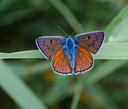 Purple-shot Copper (Lycaena Alciphron), Family Lycaenidae, Biebrzaski NP, Poland
