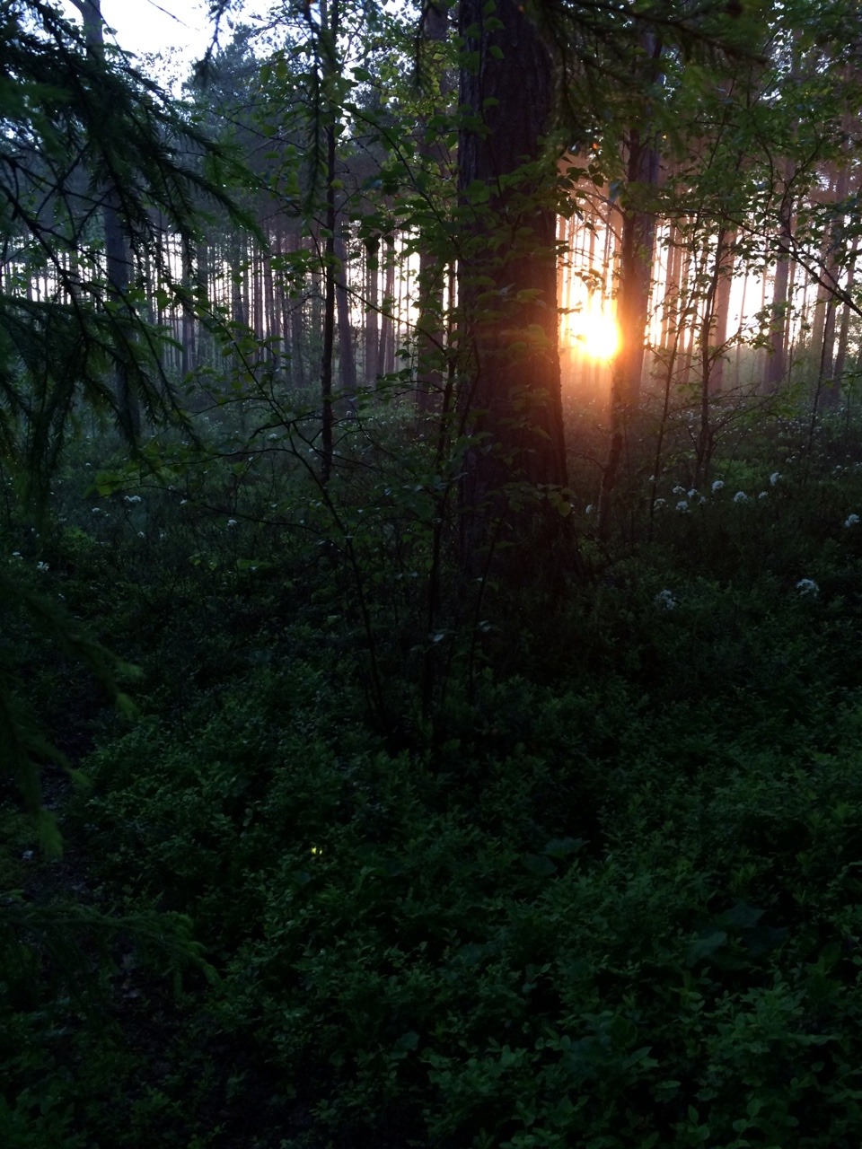 myytit:  myytit:  I love the forest at night. I love this place. There is no places