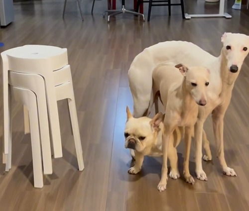 So China's Pet Content Is Really On Another Level