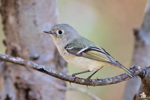 Ruby-crowned Kinglet.  For the past few outings, I&rsquo;ve been seeing alot of Kinglet activity