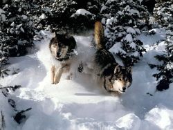 wolfsheart-blog:  Running Wolves in snow