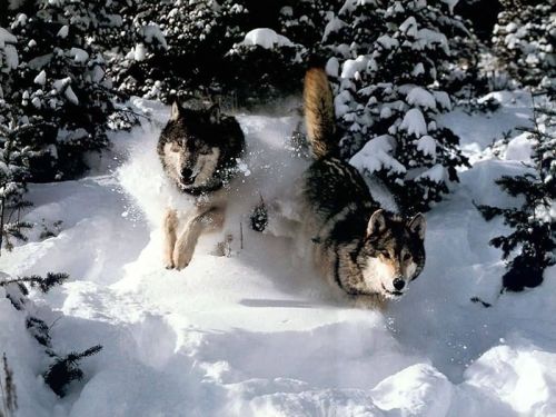 wolfsheart-blog:  Running Wolves in snow 