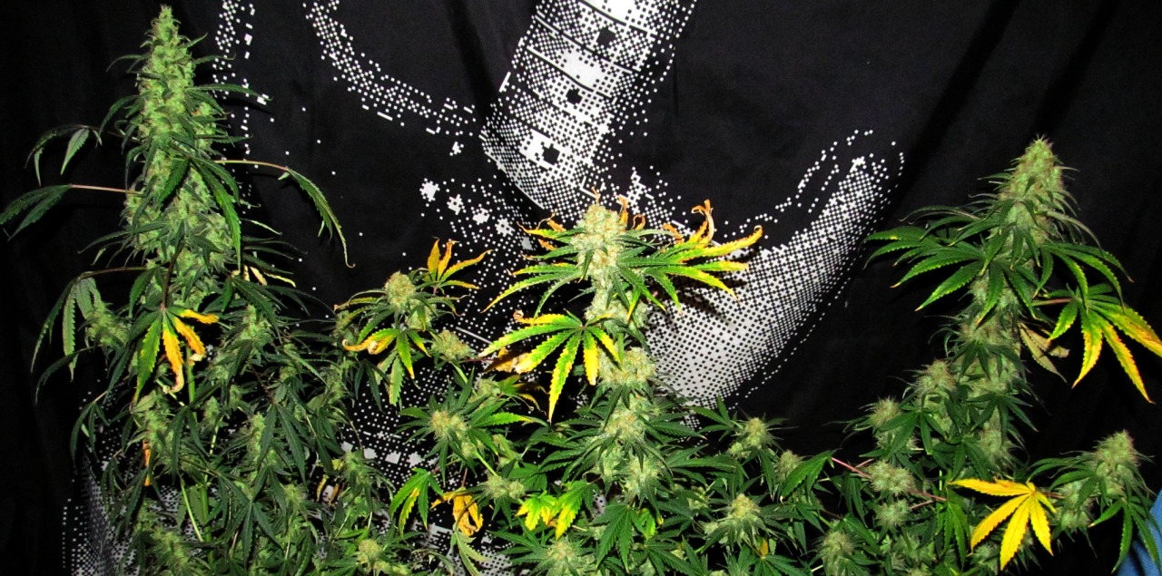 rebirthofalibra:  From Seed to Weed 