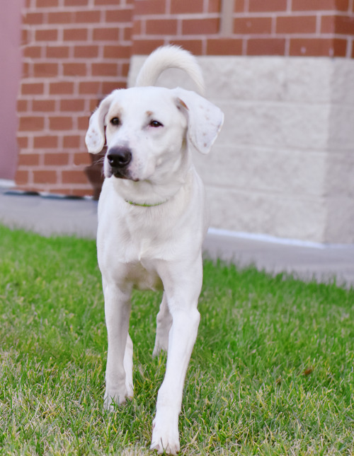 Rex is available for adoption at the Henrico Humane Society! 