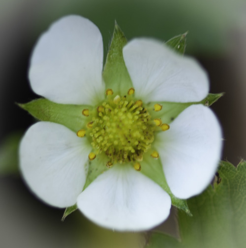 Spring came early in the garden of edendale…Wild strawberry blossom.