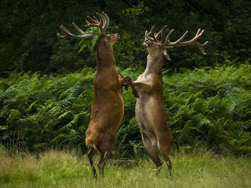 Rutting Stags Image, Richmond Park &ldquo;I was so lucky,&rdquo; says Your Shot member Bartek Olszew