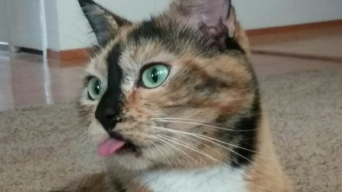 endlessroadhome:  Blep  adult photos