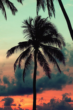 imposingtrends:  Palm Tree | ImposingTrends