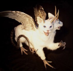sixpenceee:  The most bizarre taxidermies