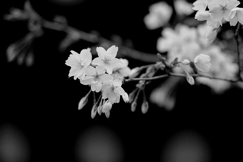 whitenes-s:sakura by tepe777