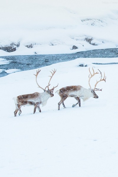 Had to share this @weheartit Reindeer on ice  #reindeer#winter#snow