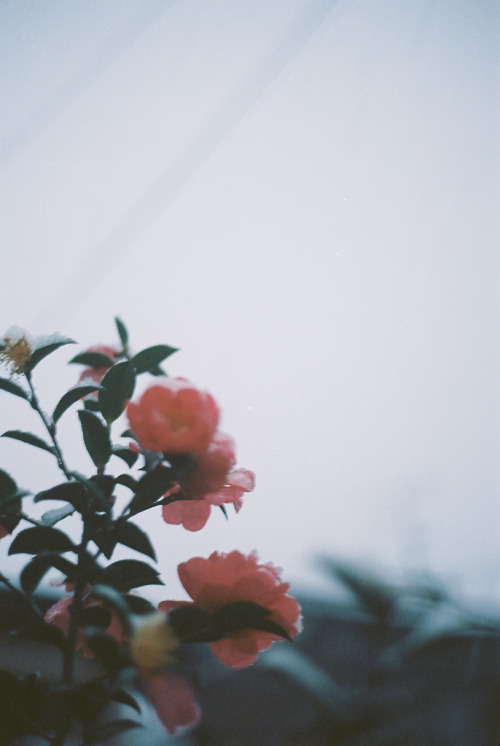 japanesecontent:  snowing day… (by mieeeco) 