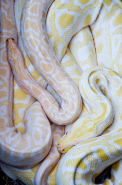 earthandanimals:  Albino Burmese Pythons