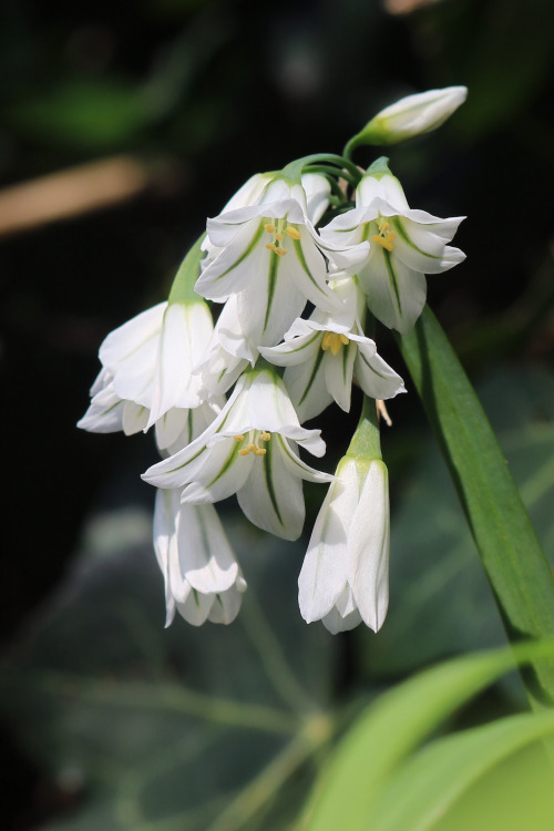 agavex-photography:Three-cornered garlic (Allium triquetrum). Pretty, but the most widespread and pe