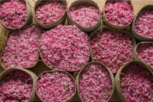 saudi-post:  Taif Rose Festival