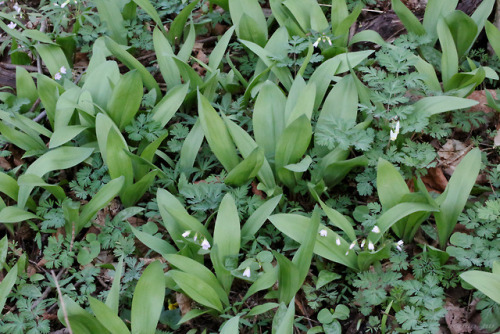 vandaliatraveler:Rejoice, brothers and sisters, the almighty ramp (Allium tricoccum) has returned to