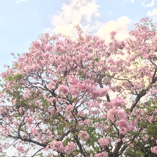 Meu Ypê cor de Rosa