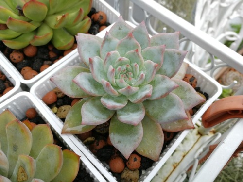 cactusandrain:Echeveria bluebirds