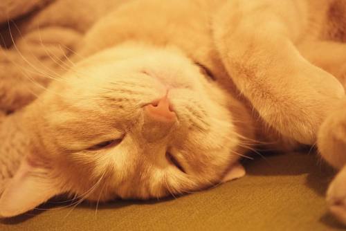 ブサ可愛いというよりただのブサイク… #cat #猫 #茶トラ男子部 #ドルジ #日常写真 #猫の寝顔 #ぶさかわ猫