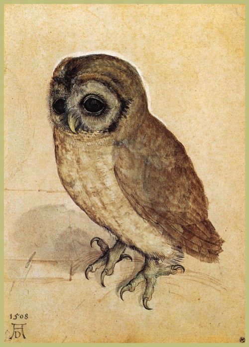 &ldquo;The Little Owl&rdquo; &ndash; 1506 &ndash; Albrecht Durer &ndash; German &ndash; Watercolor o