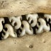 selfundiagnosed:crabeater seal teeth