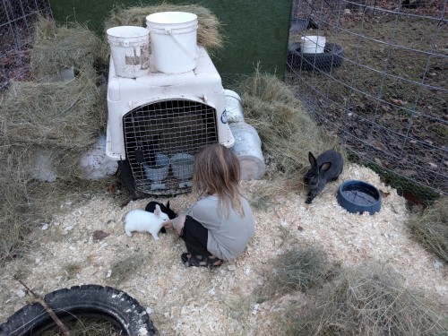 ratfarm:Our rabbit program was moving so slow with one litter of two, then in one week in October we