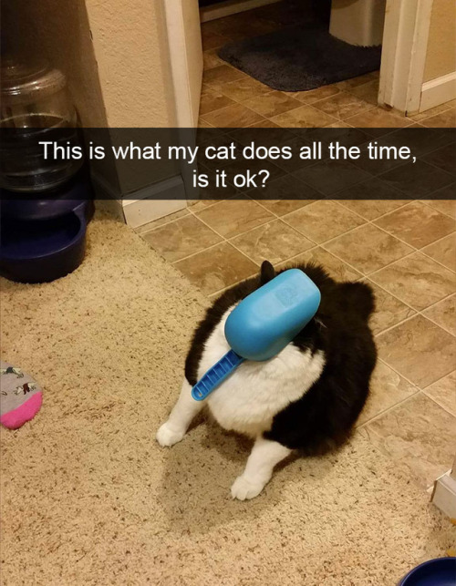 animalsnaps