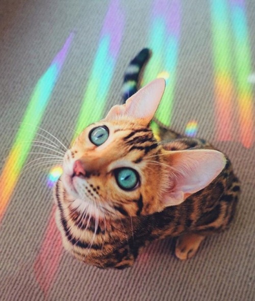  pastel rainbow cat  Tumblr