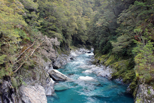 sungodprime:  New Zealand Day 6: Forest (final post). A day before going back (no photos from the trip back because it was mostly boring) we went to the wild forests of New Zealand. Amazing doesn’t cover it at all. Ferns and moss covered ancient tries,