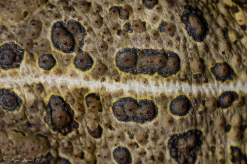 toadschooled: Check out the beautiful warts on this Woodhouse’s toad [Anaxyrus woodhousii]. Though t