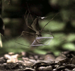 rackleerreday:  in Soviet Russia, spider bring web to you