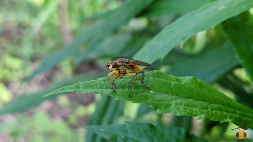 Golden Dung Fly - Scathophaga stercorariaThe more Flies I find while out looking for insects, the mo