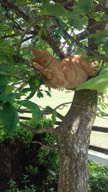 onceuponagingercat: Teddy 