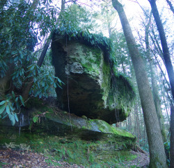 frolicingintheforest:  Rockcap Fern(Polypodium