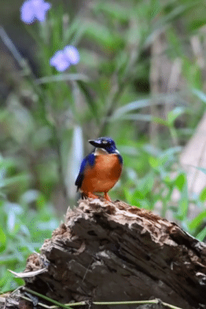 Azure Kingfisher Far North Queensland, FNQ Nature Tours